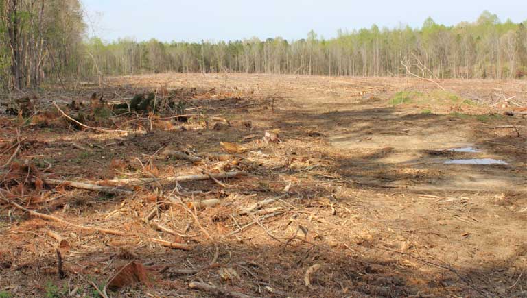 Déforestation pour l'exploitation de la biomasse