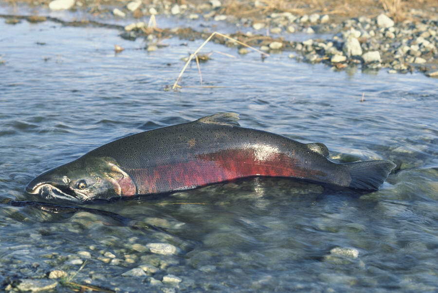 saumon chinook barrage états-unis